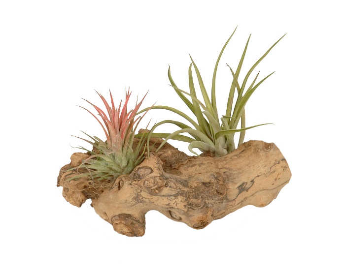 TILLANDSIA ON WOOD